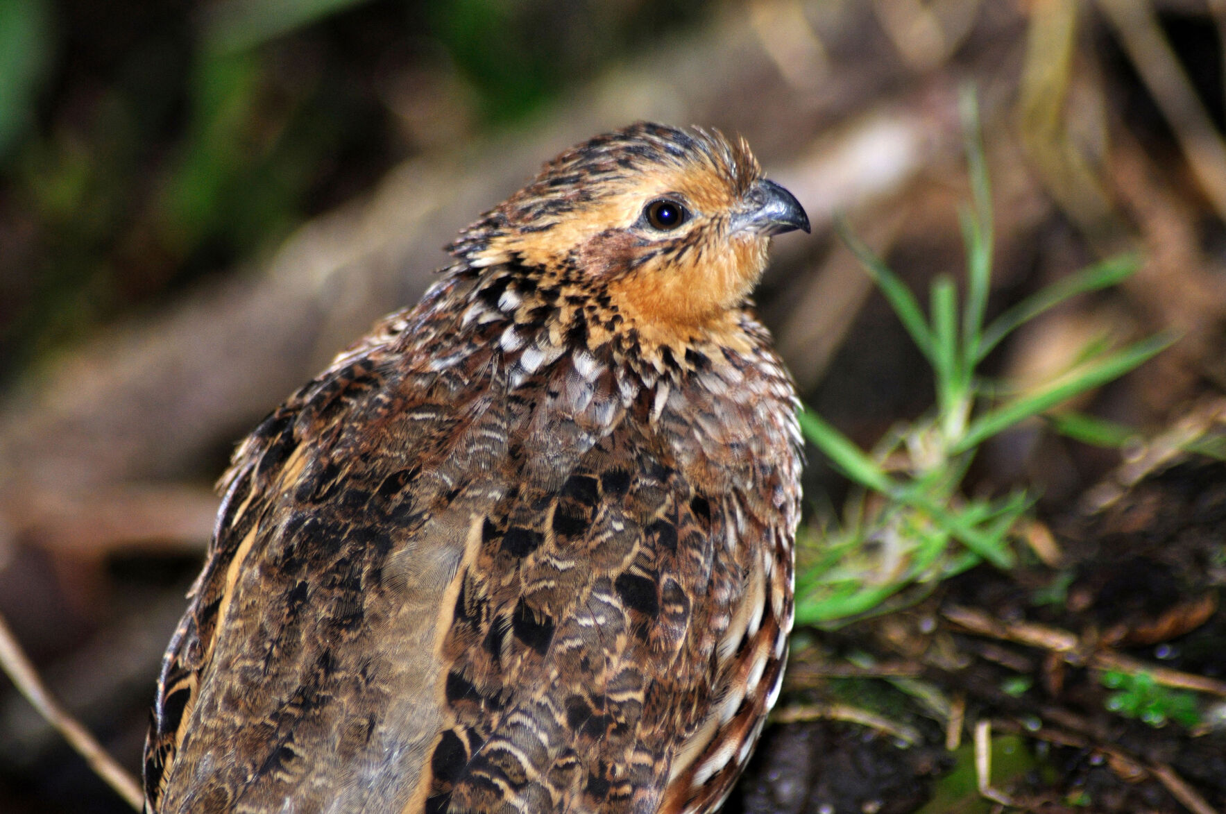 Quail